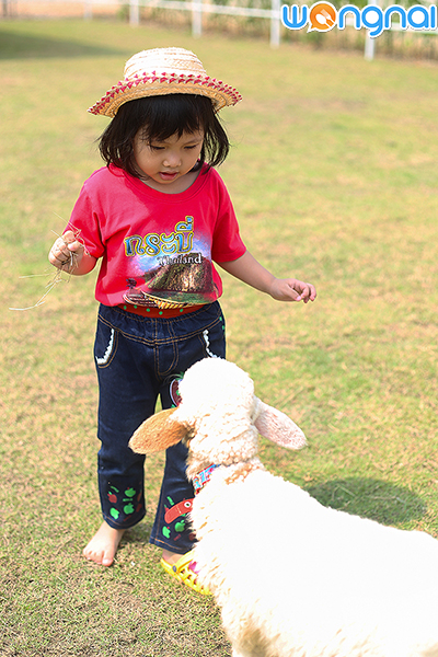 Charming Farm สวรรค์ของคนรักแกะ
