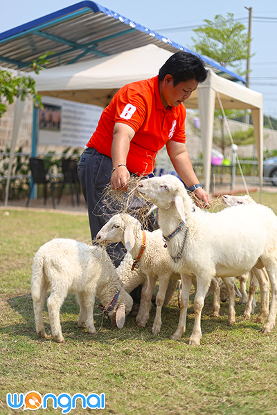 Charming Farm สวรรค์ของคนรักแกะ