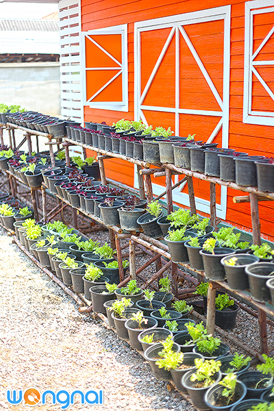 Charming Farm สวรรค์ของคนรักแกะ