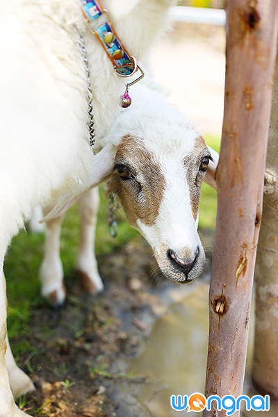 Charming Farm สวรรค์ของคนรักแกะ
