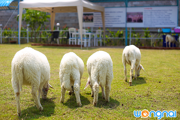 Charming Farm สวรรค์ของคนรักแกะ