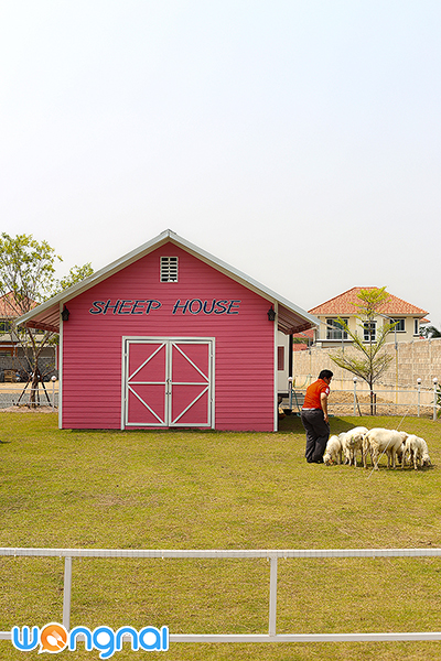 Charming Farm สวรรค์ของคนรักแกะ