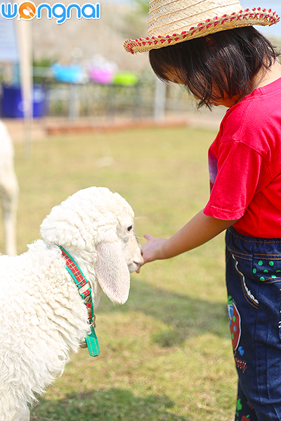 Charming Farm สวรรค์ของคนรักแกะ