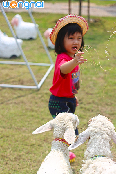 Charming Farm สวรรค์ของคนรักแกะ
